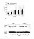 Fig. 07 - Use of Extracts or Materials Extracted From Piper Cubeba L. as an Effective Component in a Drug for the Treatment of Cancer Diseases