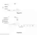 Fig. 07 - Process for the large scale production of fruit cells and treatment of diseases with such cells