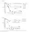 Fig. 03 - Therapeutic TREM-1 peptides