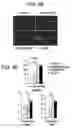 Fig. 08 - METHODS FOR TREATMENT OF MICROCEPHALY ASSOCIATED AUTISM DISORDERS