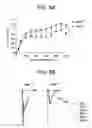 Fig. 11 - METHODS FOR TREATMENT OF MICROCEPHALY ASSOCIATED AUTISM DISORDERS