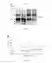 Fig. 03 - THERAPEUTIC USE OF VEGF-C AND CCBE1
