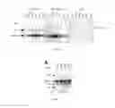Fig. 08 - THERAPEUTIC USE OF VEGF-C AND CCBE1