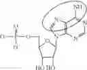 Fig. 91 - MODIFIED NUCLEOSIDE, NUCLEOTIDE, AND NUCLEIC ACID COMPOSITIONS
