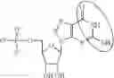 Fig. 96 - MODIFIED NUCLEOSIDE, NUCLEOTIDE, AND NUCLEIC ACID COMPOSITIONS