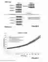 Fig. 05 - LACTOFERRIN AND MEMORY AND LEARNING SPEED IN CHILDREN