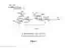 Fig. 07 - RM2 antigens and use thereof