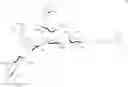 Fig. 104 - RM2 antigens and use thereof