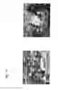 Fig. 34 - Identification of Surface-Associated Antigens for Tumor Diagnosis and Therapy