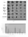 Fig. 06 - Multi-targeted Ubenimex prodrug derivative and preparation method and use thereof