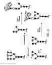 Fig. 10 - FACTOR VIII: REMODELING AND GLYCOCONJUGATION OF FACTOR VIII