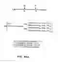 Fig. 193 - FACTOR VIII: REMODELING AND GLYCOCONJUGATION OF FACTOR VIII