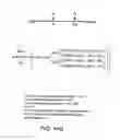 Fig. 197 - FACTOR VIII: REMODELING AND GLYCOCONJUGATION OF FACTOR VIII
