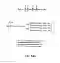 Fig. 250 - FACTOR VIII: REMODELING AND GLYCOCONJUGATION OF FACTOR VIII