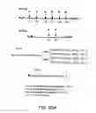 Fig. 260 - FACTOR VIII: REMODELING AND GLYCOCONJUGATION OF FACTOR VIII