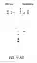 Fig. 416 - FACTOR VIII: REMODELING AND GLYCOCONJUGATION OF FACTOR VIII