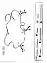 Fig. 431 - FACTOR VIII: REMODELING AND GLYCOCONJUGATION OF FACTOR VIII