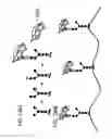 Fig. 433 - FACTOR VIII: REMODELING AND GLYCOCONJUGATION OF FACTOR VIII