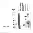 Fig. 441 - FACTOR VIII: REMODELING AND GLYCOCONJUGATION OF FACTOR VIII