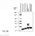 Fig. 448 - FACTOR VIII: REMODELING AND GLYCOCONJUGATION OF FACTOR VIII