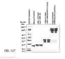 Fig. 449 - FACTOR VIII: REMODELING AND GLYCOCONJUGATION OF FACTOR VIII