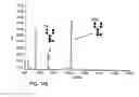 Fig. 450 - FACTOR VIII: REMODELING AND GLYCOCONJUGATION OF FACTOR VIII