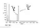 Fig. 451 - FACTOR VIII: REMODELING AND GLYCOCONJUGATION OF FACTOR VIII