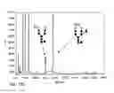 Fig. 452 - FACTOR VIII: REMODELING AND GLYCOCONJUGATION OF FACTOR VIII