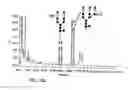 Fig. 454 - FACTOR VIII: REMODELING AND GLYCOCONJUGATION OF FACTOR VIII
