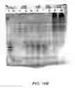Fig. 470 - FACTOR VIII: REMODELING AND GLYCOCONJUGATION OF FACTOR VIII