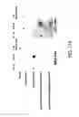 Fig. 478 - FACTOR VIII: REMODELING AND GLYCOCONJUGATION OF FACTOR VIII