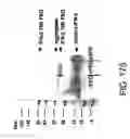 Fig. 479 - FACTOR VIII: REMODELING AND GLYCOCONJUGATION OF FACTOR VIII