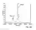 Fig. 489 - FACTOR VIII: REMODELING AND GLYCOCONJUGATION OF FACTOR VIII