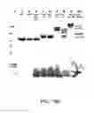 Fig. 497 - FACTOR VIII: REMODELING AND GLYCOCONJUGATION OF FACTOR VIII