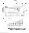 Fig. 19 - Dosages of immunoconjugates of antibodies and SN-38 for improved efficacy and decreased toxicity