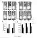 Fig. 05 - Imaging brown adipose tissue with curcumin derivatives