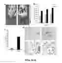 Fig. 06 - Imaging brown adipose tissue with curcumin derivatives