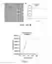 Fig. 11 - Imaging brown adipose tissue with curcumin derivatives