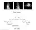 Fig. 14 - Imaging brown adipose tissue with curcumin derivatives