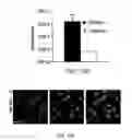 Fig. 16 - Imaging brown adipose tissue with curcumin derivatives