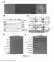 Fig. 02 - COMPOSITIONS AND METHODS FOR MODULATING MITOCHONDRIAL PYRUVATE CARRIER ACTIVITY