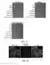 Fig. 08 - COMPOSITIONS AND METHODS FOR MODULATING MITOCHONDRIAL PYRUVATE CARRIER ACTIVITY