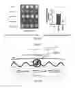 Fig. 21 - COMPOSITIONS AND METHODS FOR MODULATING MITOCHONDRIAL PYRUVATE CARRIER ACTIVITY
