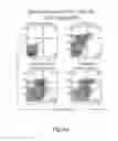 Fig. 07 - MAGNETIC NANOPARTICLE AND METHOD FOR IMAGING T CELLS
