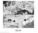 Fig. 13 - MAGNETIC NANOPARTICLE AND METHOD FOR IMAGING T CELLS