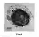 Fig. 15 - MAGNETIC NANOPARTICLE AND METHOD FOR IMAGING T CELLS