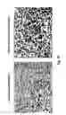 Fig. 24 - Hemostatic compositions and therapeutic regimens