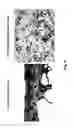 Fig. 25 - Hemostatic compositions and therapeutic regimens
