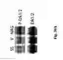 Fig. 37 - Hemostatic compositions and therapeutic regimens