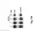 Fig. 41 - Hemostatic compositions and therapeutic regimens